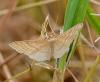 Idaea macilentaria